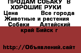 ПРОДАМ СОБАКУ  В ХОРОШИЕ РУКИ  › Цена ­ 4 000 - Все города Животные и растения » Собаки   . Алтайский край,Бийск г.